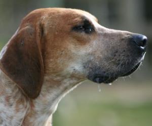 Perro raza Foxhound Ingles