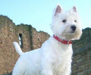Perro raza West Highland White Terrier